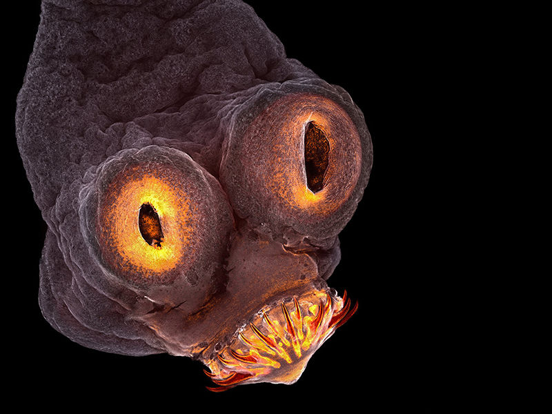 Imagen: Teresa Zgoda/Nikon Small World